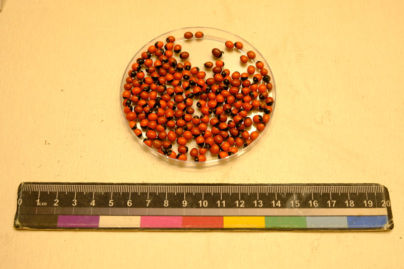 Rosary Pea